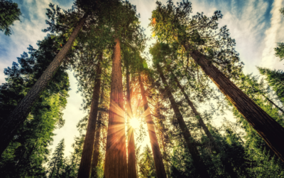 Celebrate Earth Day 3 easy ways